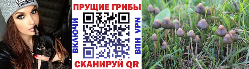 shop какой сайт  Усть-Кут  Галлюциногенные грибы GOLDEN TEACHER  где купить наркоту 